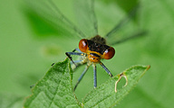 Red-eyed Damselfly (Male, Erythromma najas)